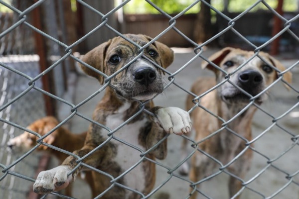 Suman 34 investigaciones en Puebla por crueldad animal