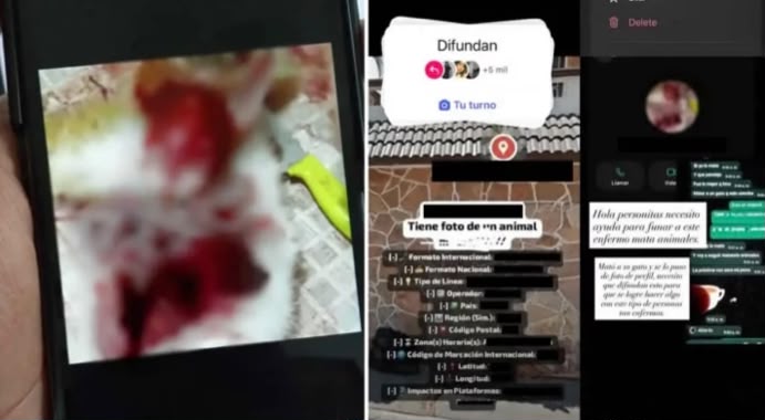 Fiscalía investigará caso de gato exhibido sin vida en redes sociales