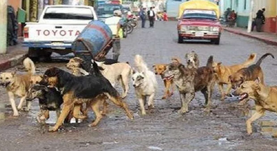 Perros y gatos en situación de calle en Tlaxcala