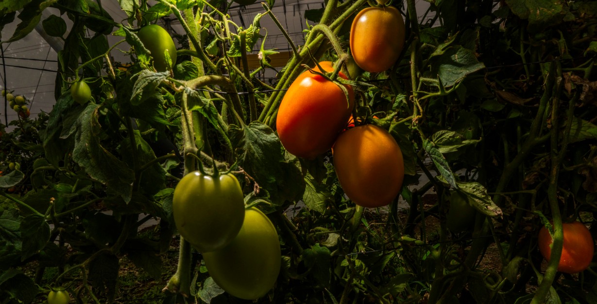 Productores de jitomate reciben créditos para impulsar su producción.