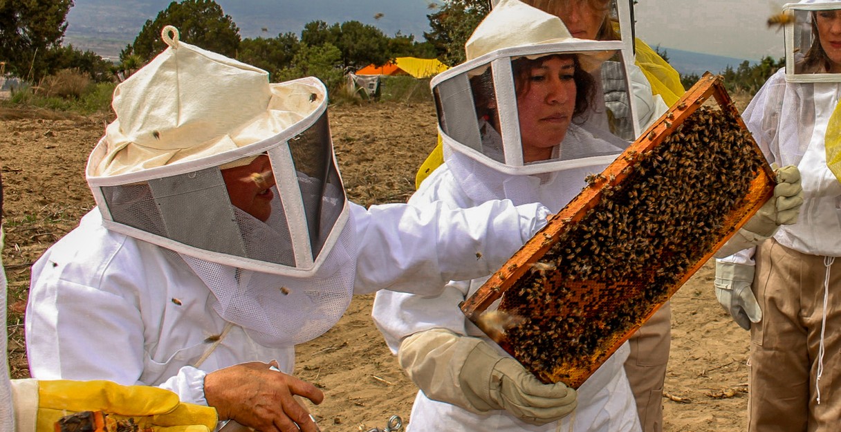 Apicultor mexicano revisa colmenas de abejas