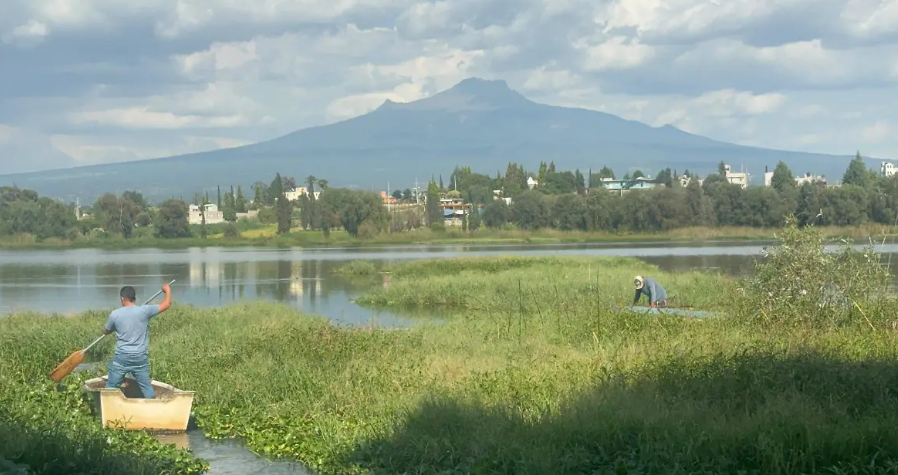 Campesino revisa cultivo de maíz afectado por la sequía en Tlaxcala.