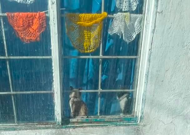 Continúa el maltrato animal en Tlaxcala; Multas y sanciones, sin efecto entre la población