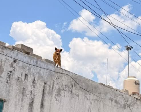 Continúa el maltrato animal en Tlaxcala; Multas y sanciones, sin efecto entre la población