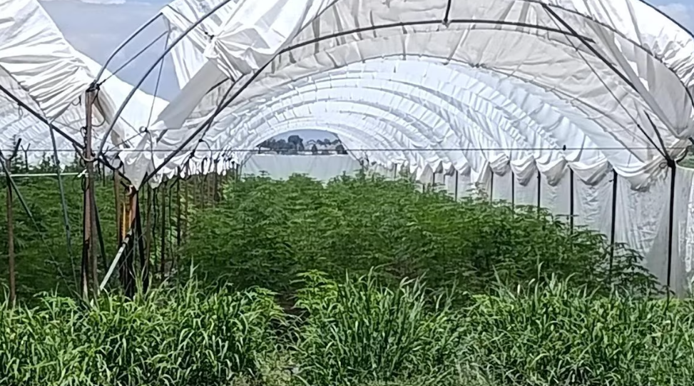 Invernadero donde fueron aseguradas plantas de cannabis en Romita.
