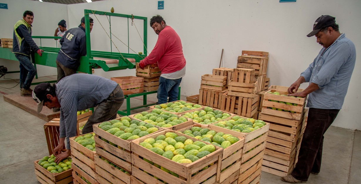 Productores cosechan tuna en México.