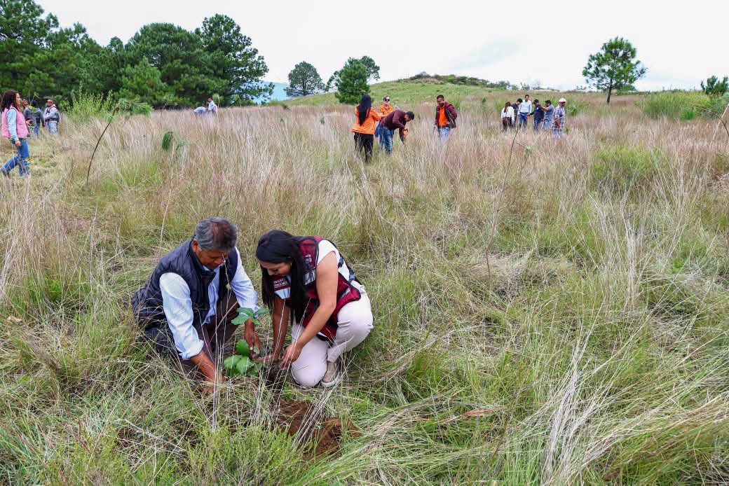 Reforestan con dos mil árboles el cerro Zapotecas reserva natural de San Pedro Cholula