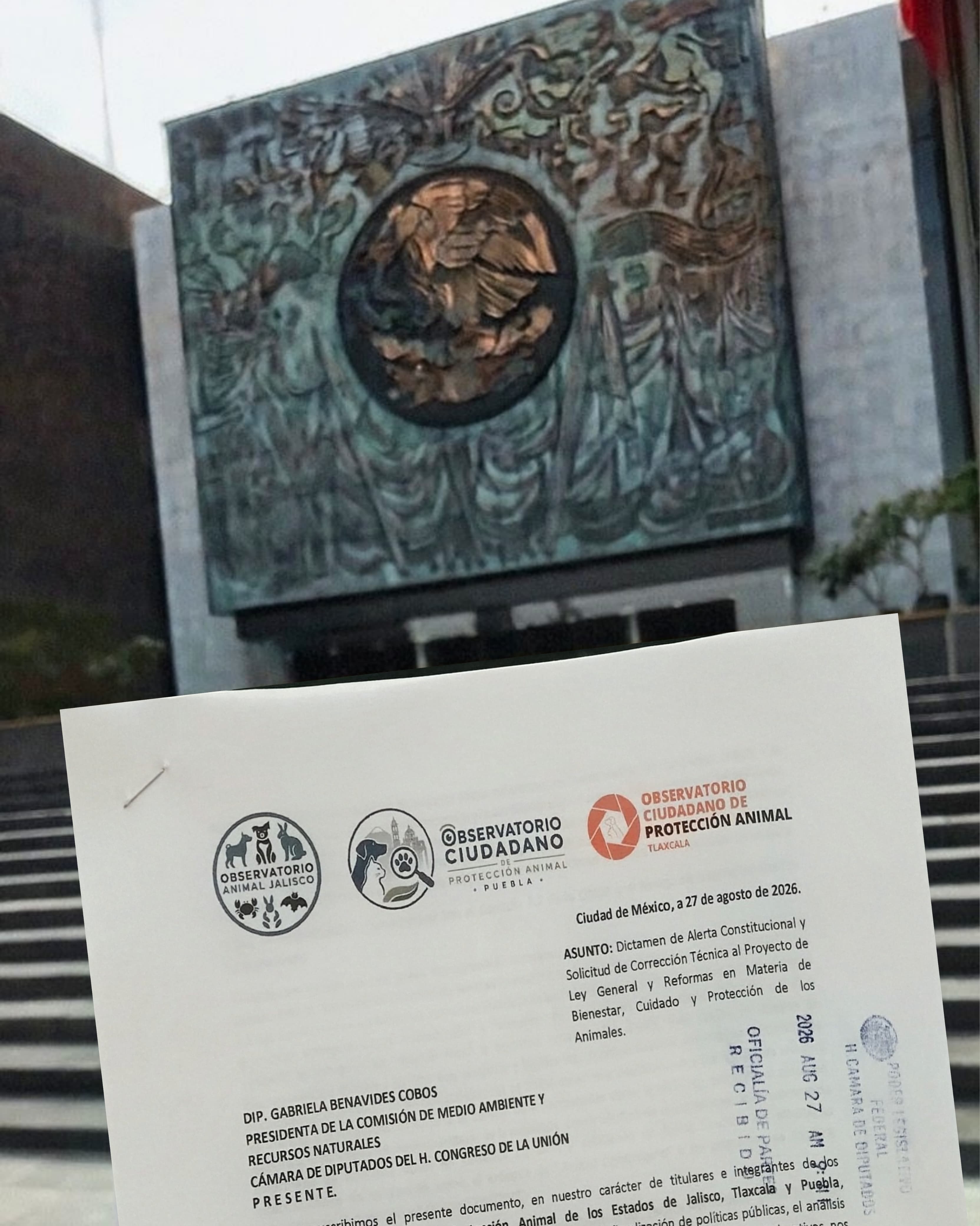 Advierten Observatorios de Protección retrocesos en Ley General de Bienestar Animal 