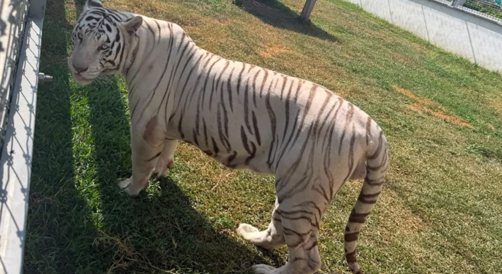 Tigres y otros animales exóticos asegurados en un rancho de Tamaulipas