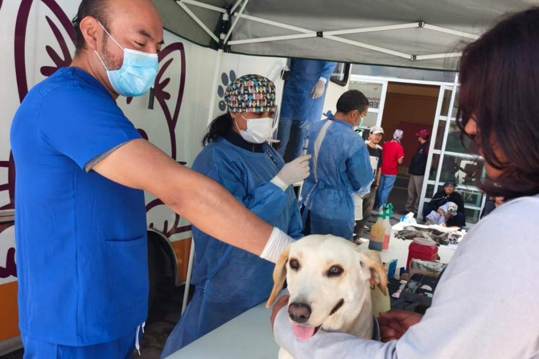 Personal veterinario esteriliza un perro durante campaña gratuita en Tlaxcala.
