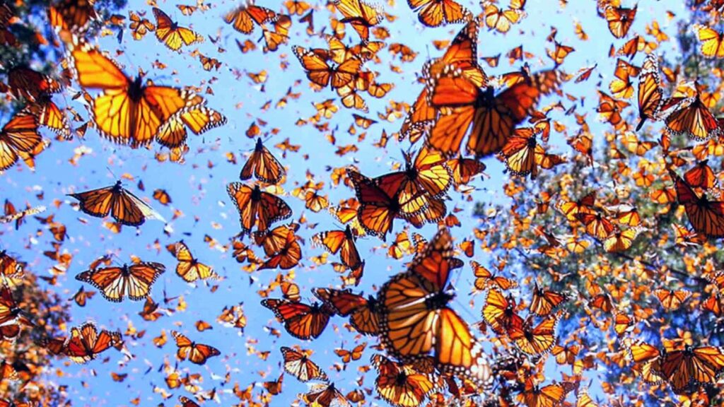 Mariposa monarca sobre una planta en Quintana Roo.