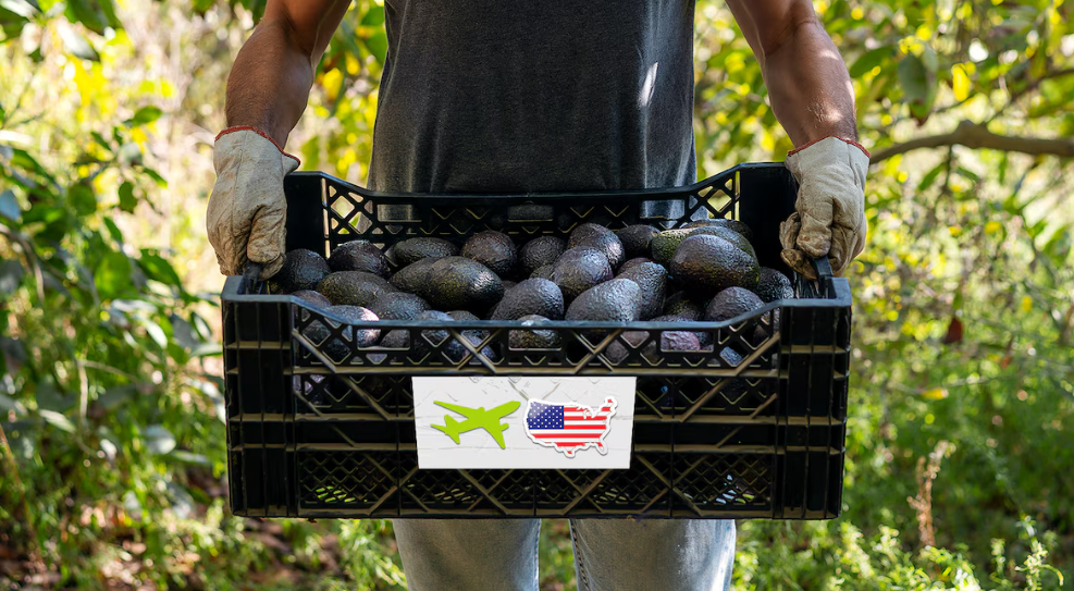 Aguacates mexicanos listos para exportación internacional.