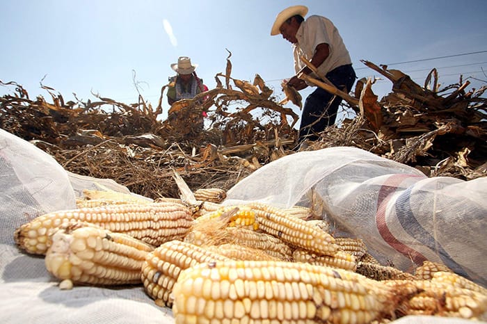 Avanza cosecha en Tlaxcala: maíz, cebada y trigo marcan el ritmo agrícola