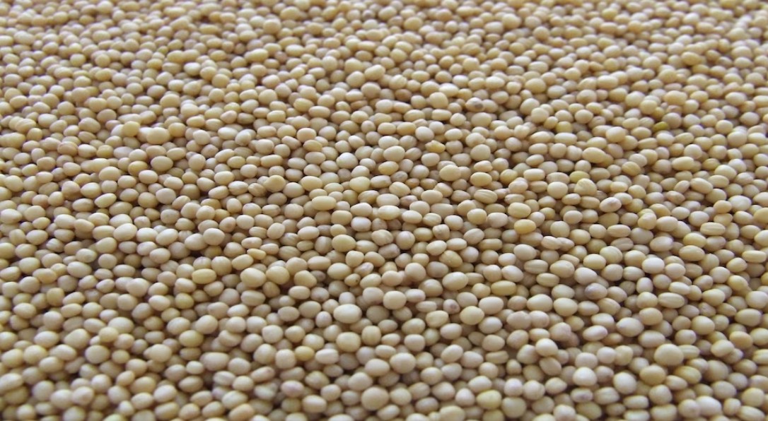 Una semilla pequeña con grandes beneficios para tu salud