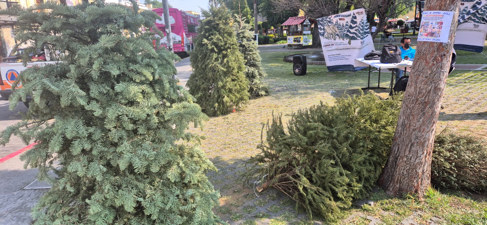 La Ciudad milenaria impulsa reciclaje navideño con incentivos ecológicos