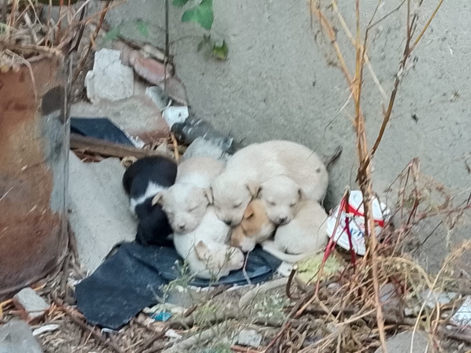 Exhiben parálisis legislativa en Tlaxcala sobre bienestar animal