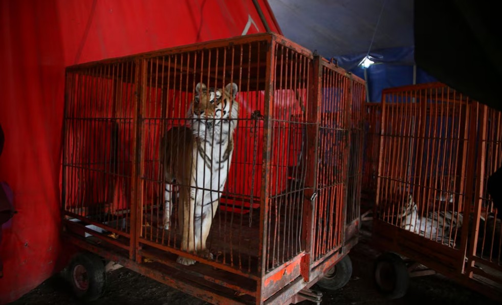 Rescate de tigre en zona habitacional de Cuautitlán Izcalli