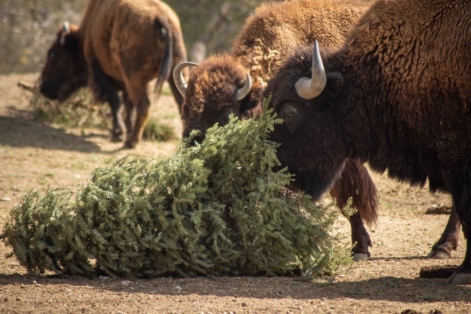 Gobierno de Cuautlancingo, SOSAPAC, y Africam Safari inician campaña de reciclaje de árboles navideños 