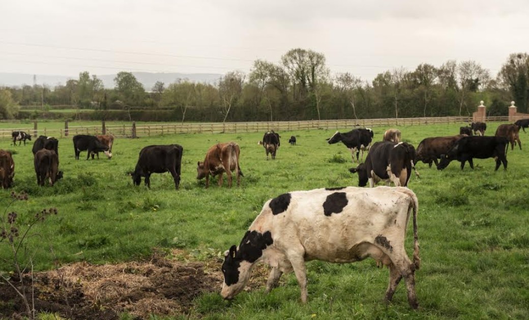 Gusano barrenador sigue presente pese a reducción de casos