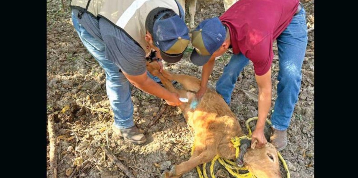 Aumentan los casos activos de gusano barrenador en enero