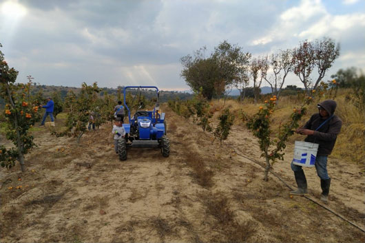 Refuerzan candados en apoyos al campo para frenar abusos y fraudes en Tlaxcala