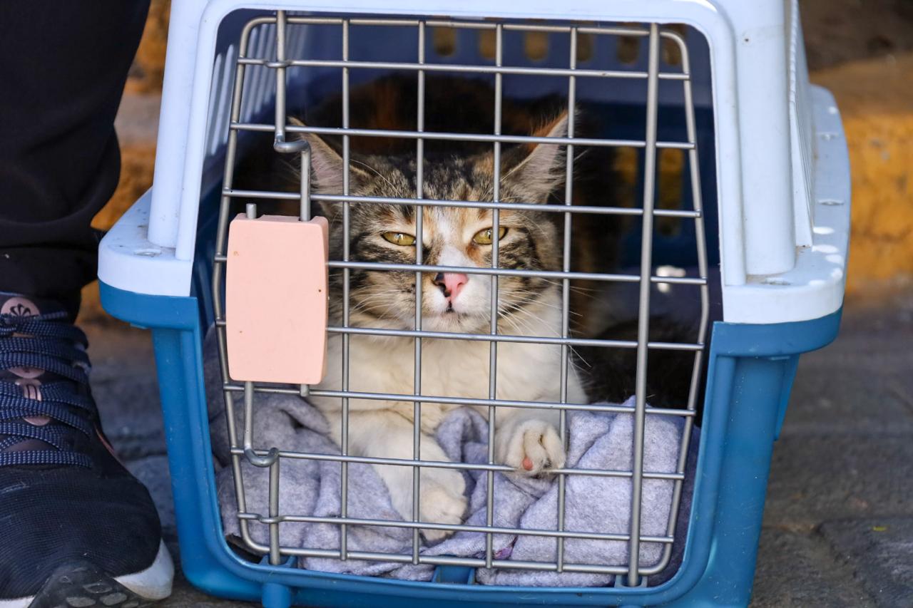 whatsapp image 2026 01 30 at 4.45.23 pm