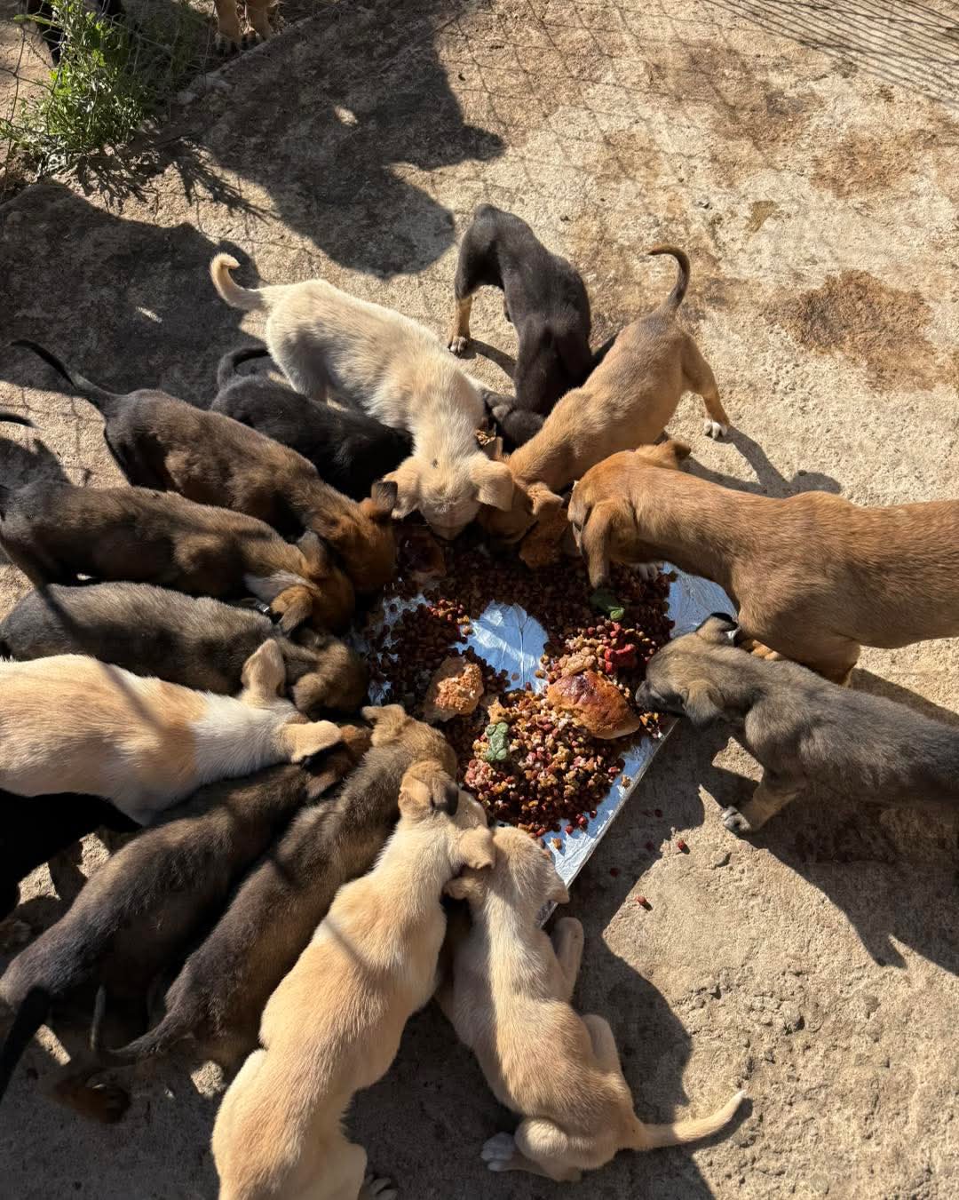 Celebran "Dia de Reyes" con perrirosca en albergue Orejitas de Gala