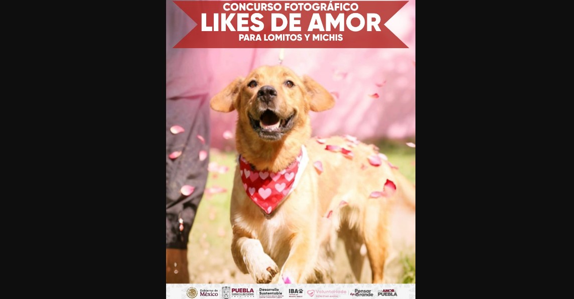 Concurso “Likes del Amor” celebra el bienestar animal
