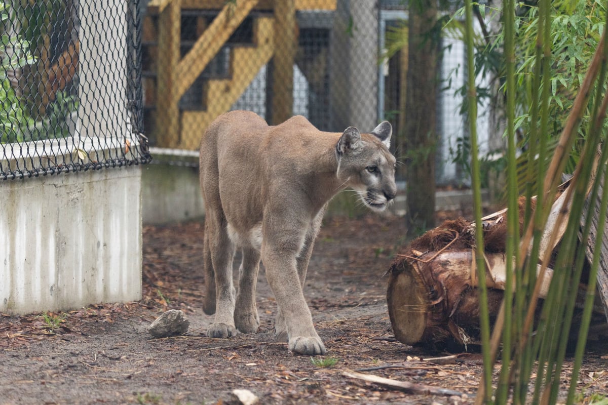 Temporada crucial para el puma de Florida