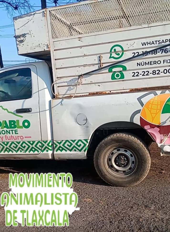Condena Movimiento Animalista captura y muerte de canes en San Pablo del Monte