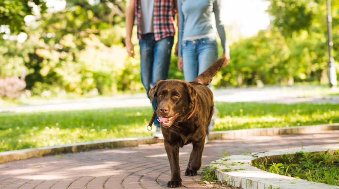 Pasear a tu perro sí es saludable, pero no es lo único que necesita