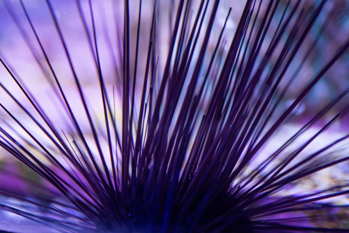 Una fórmula infantil que podría cambiar el futuro de los arrecifes