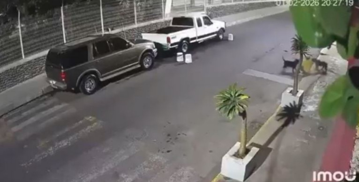 Ataque de pitbulls en Izúcar de Matamoros genera alarma