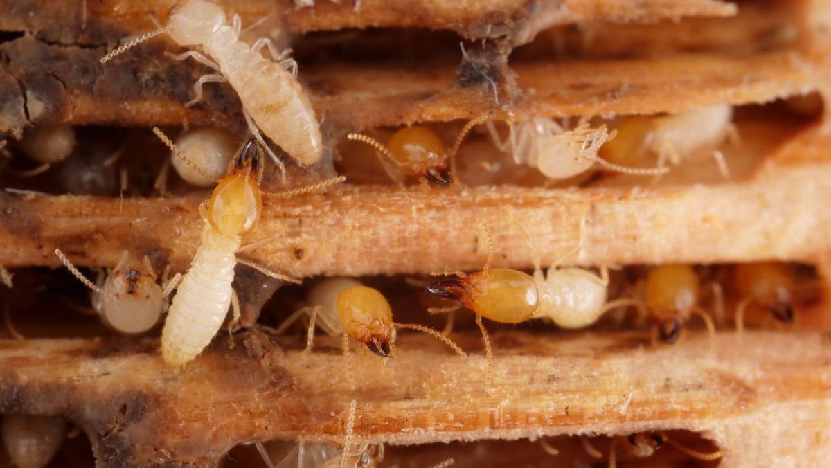 La amenaza silenciosa que ya no se limita al sur de Florida