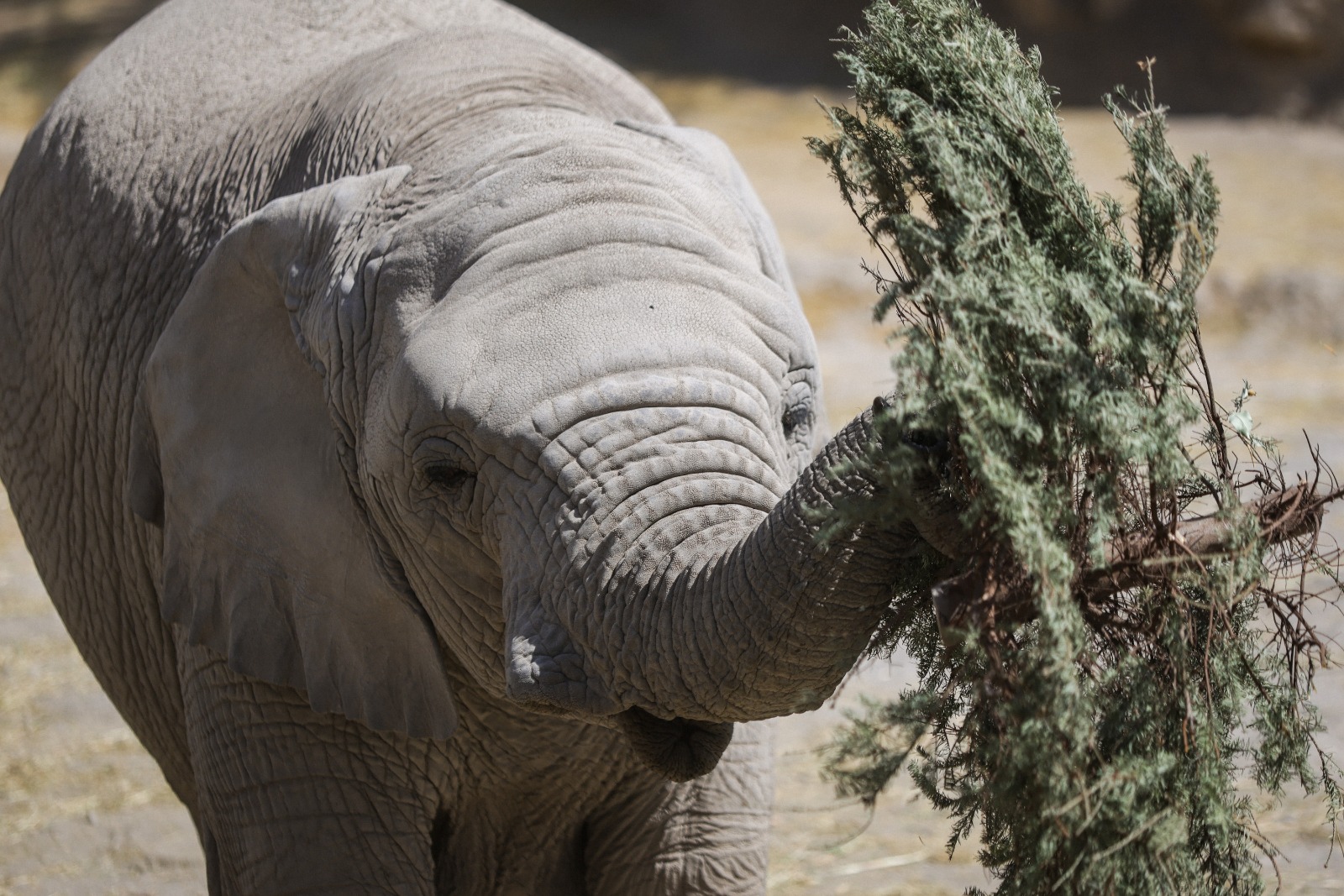 Entrega Tonantzin Fernández 270 árboles navideños naturales a Africam Safari