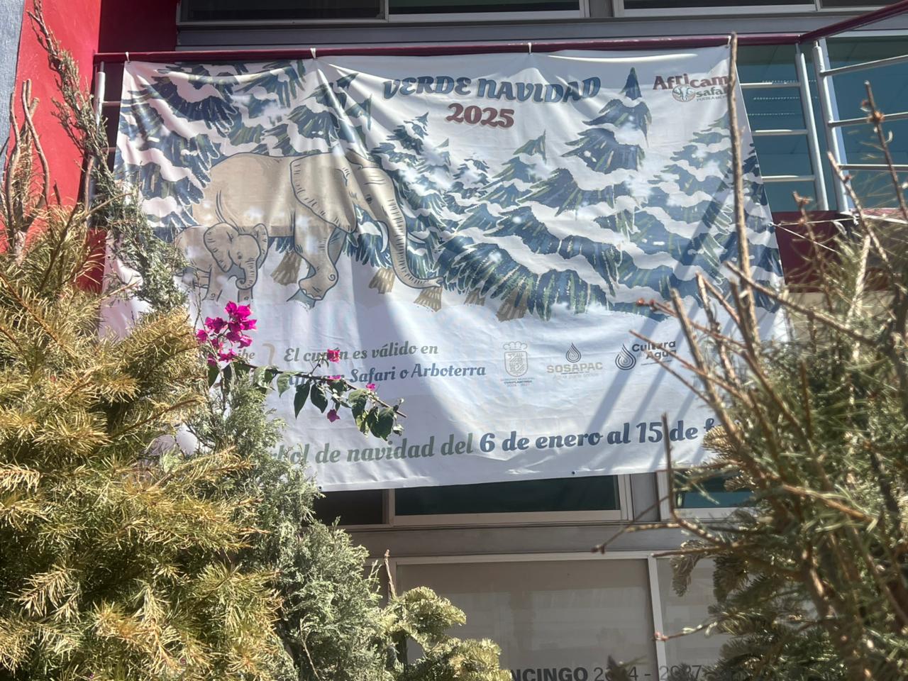 Última semana del programa verde navidad en Cuautlancingo 