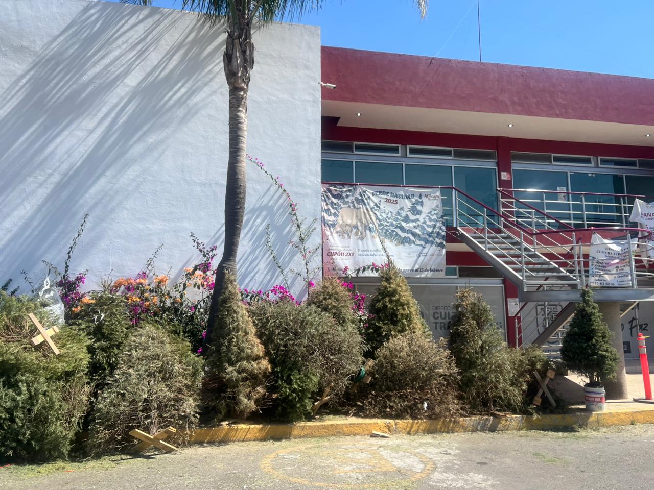 Última semana del programa verde navidad en Cuautlancingo 