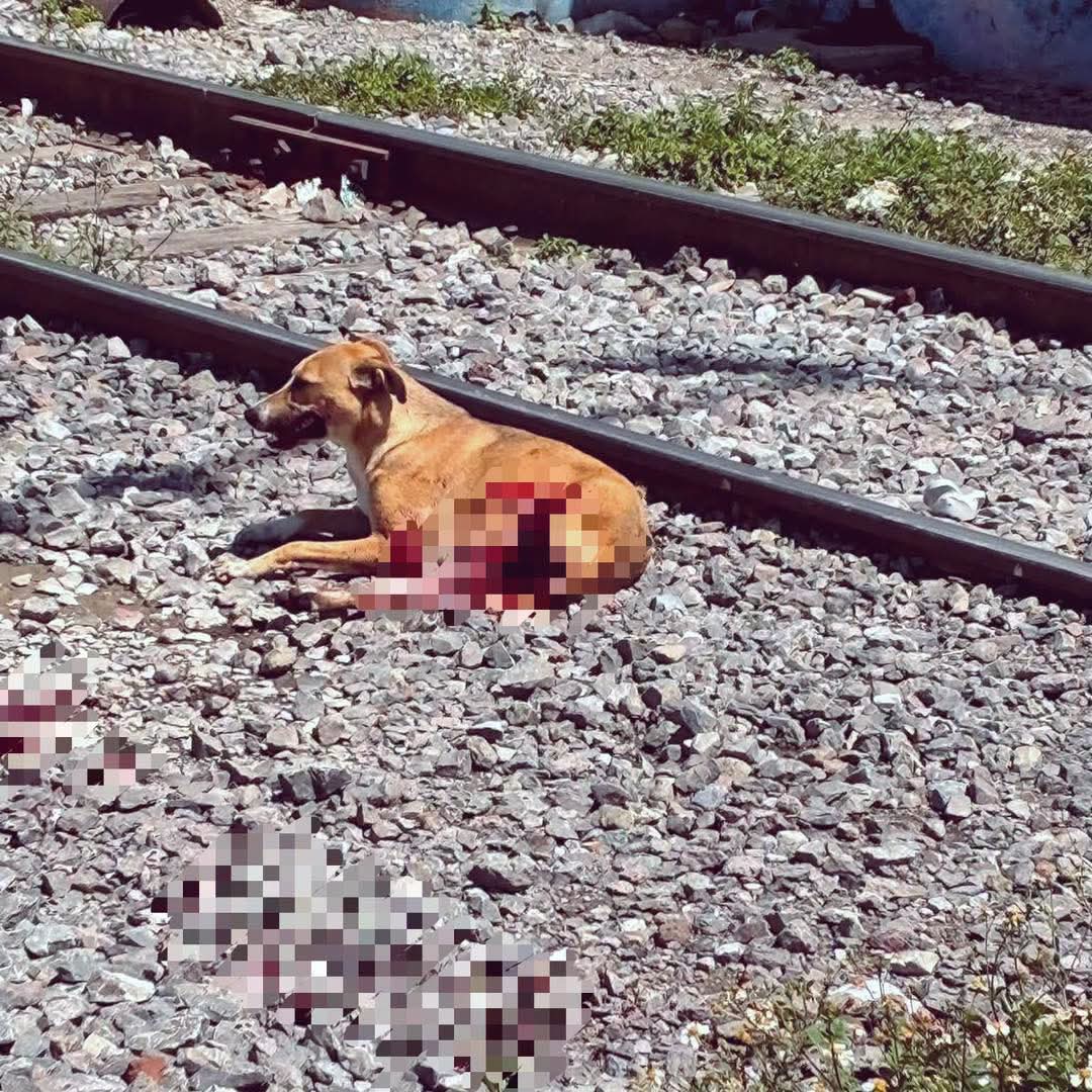 Buscan en Apizaco a perro arrollado por el tren; reportan que ya recibe atención médica
