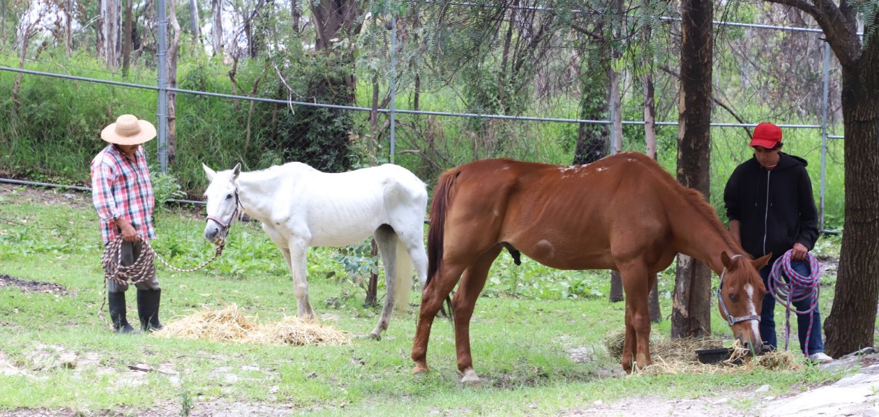 Caballo y yegua bajo resguardo tras un operativo en Puebla.