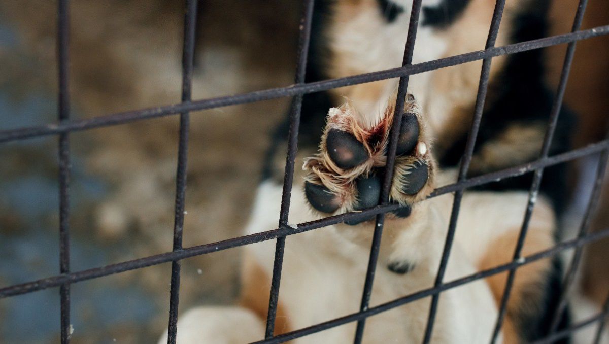 IBA ha recibido hasta 400 denuncias por maltrato animal en 2026; 50 ya son investigadas por la Fiscalía