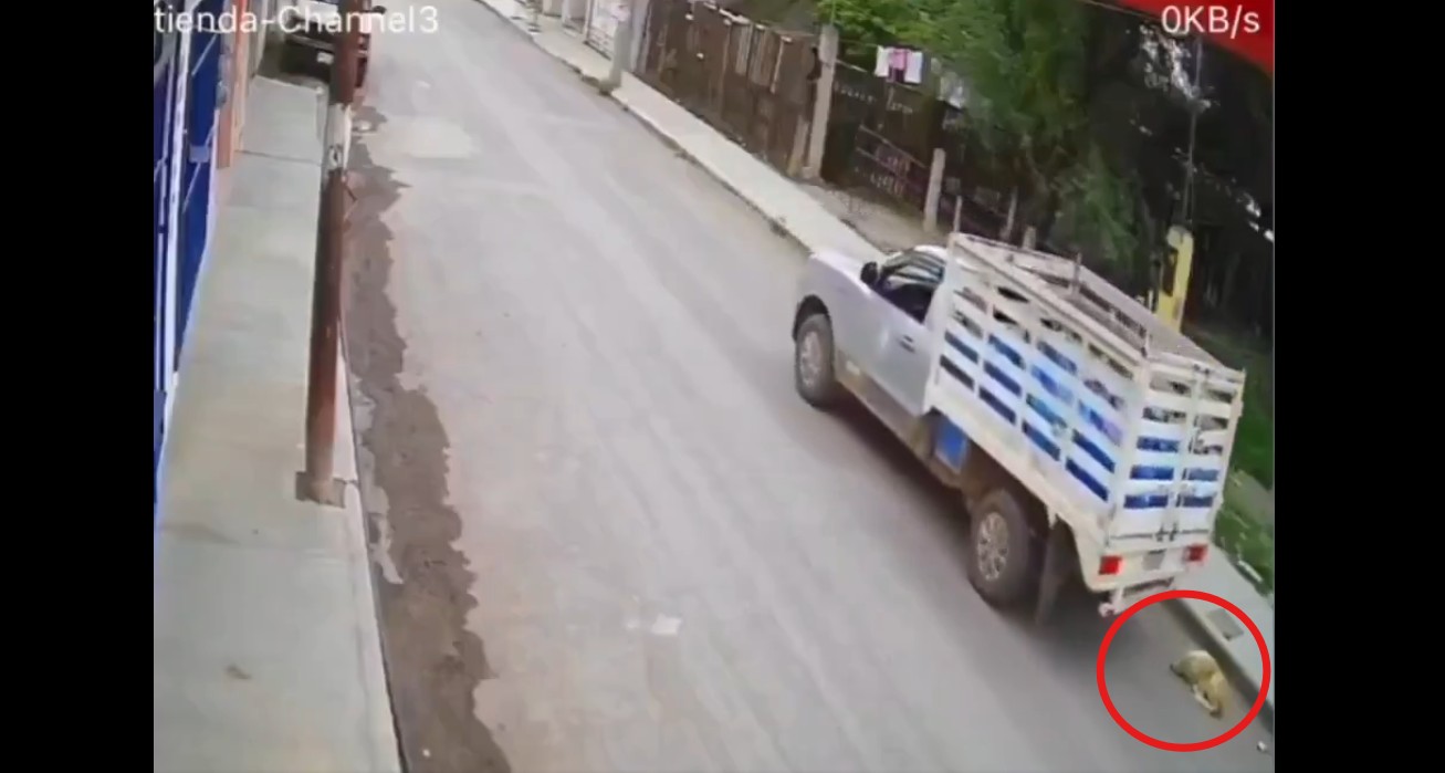 Perrito herido tras ser atropellado por una camioneta de agua en la calle
