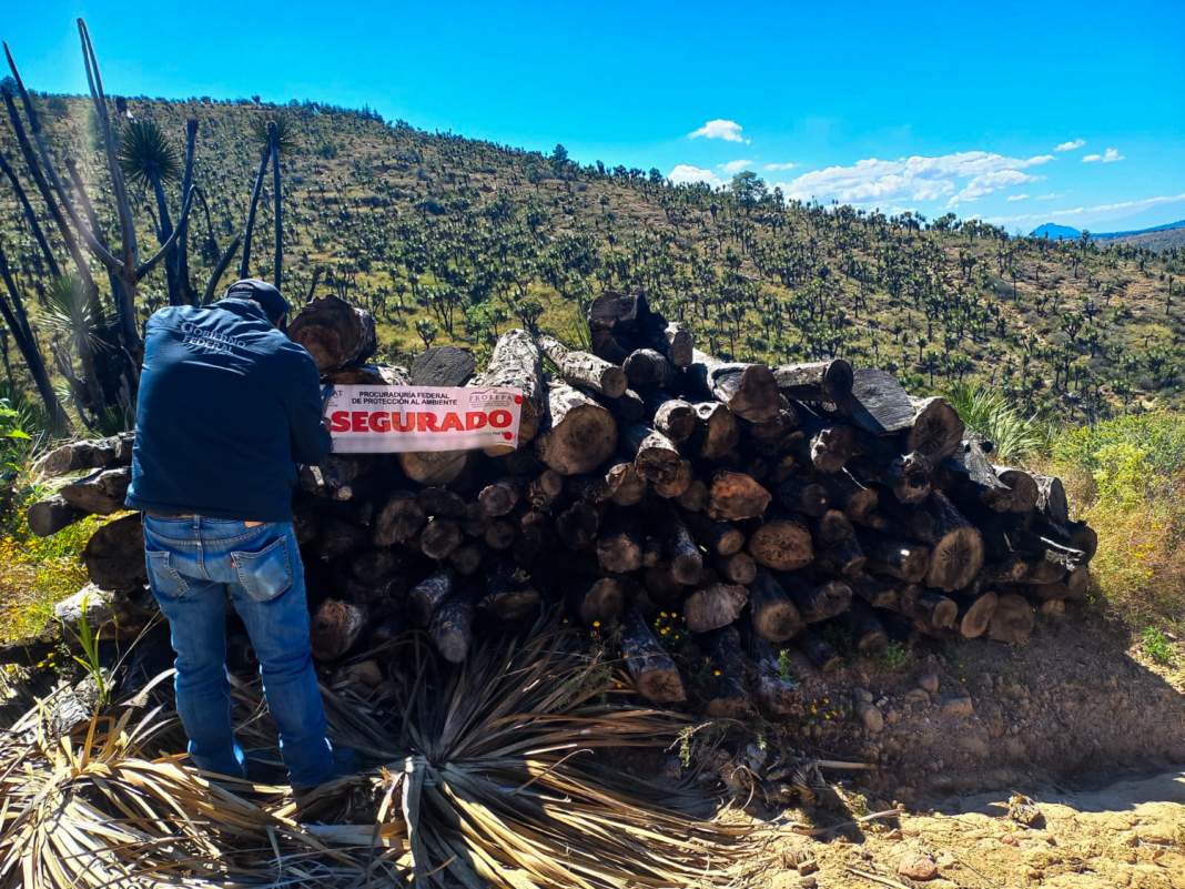 Elementos de seguridad durante operativo contra tala ilegal en La Malinche.