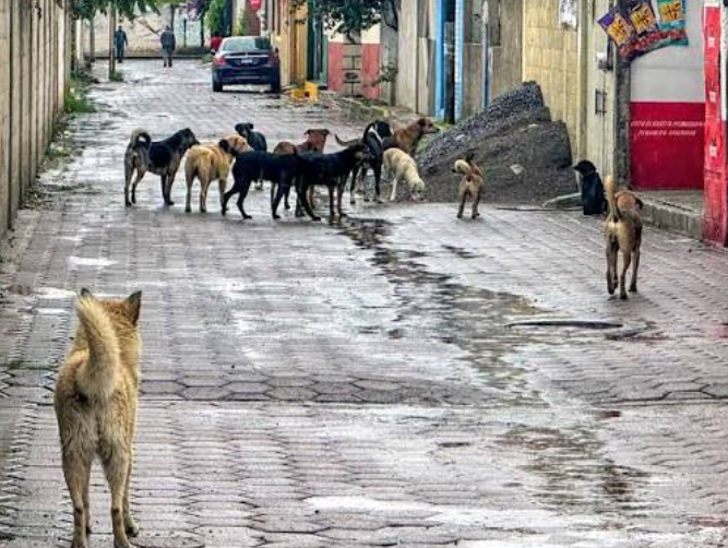 Perros en situación de calle en una zona urbana de Tlaxcala.