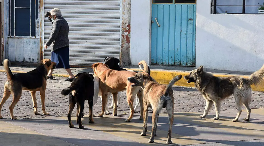 Perro en situación de calle en una zona urbana de Tlaxcala.