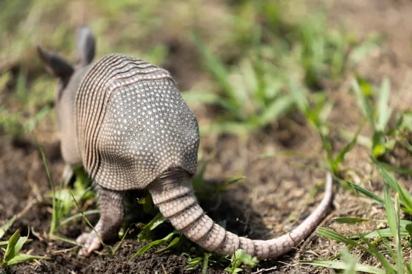 armadillo2