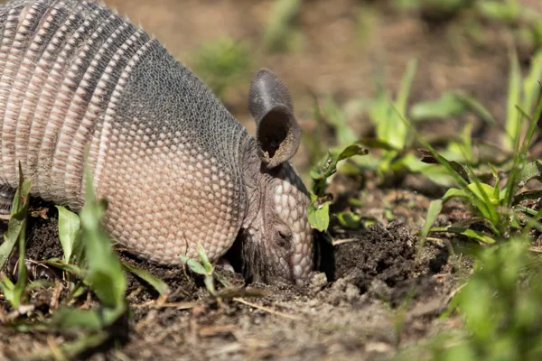 armadillo3