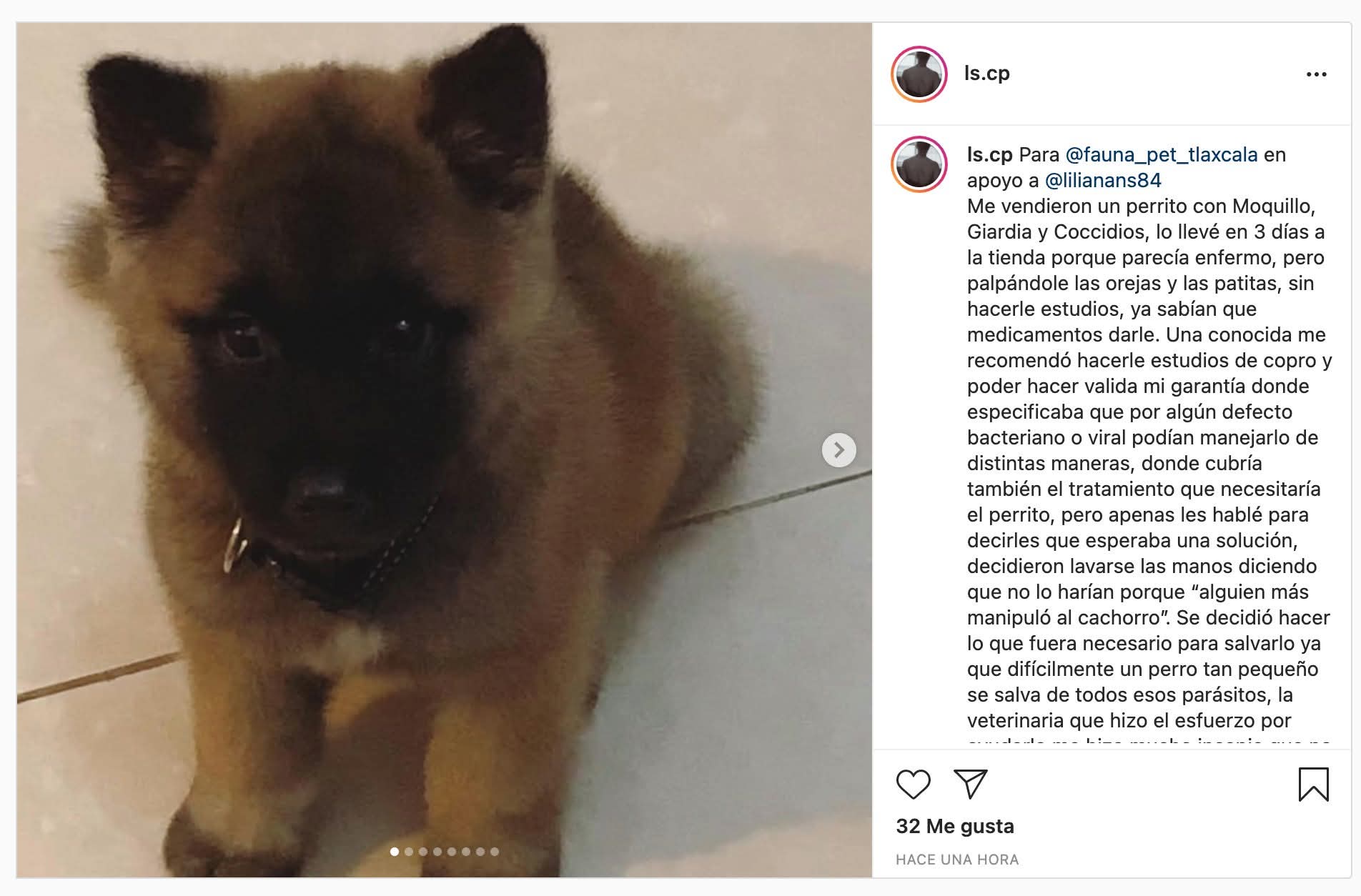 Denuncian presunta negligencia veterinaria tras la muerte de un pug por una limpieza dental