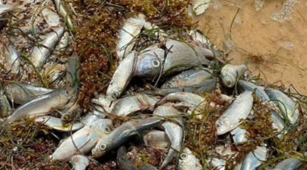 Peces muertos en una playa de Puerto Morelos, Quintana Roo.