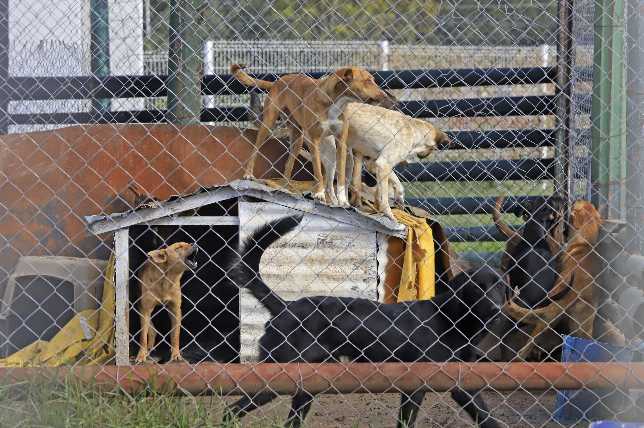 Ayuntamiento rehabilita Estancia Canina de Geovillas con inversión de más de 6 millones de pesos