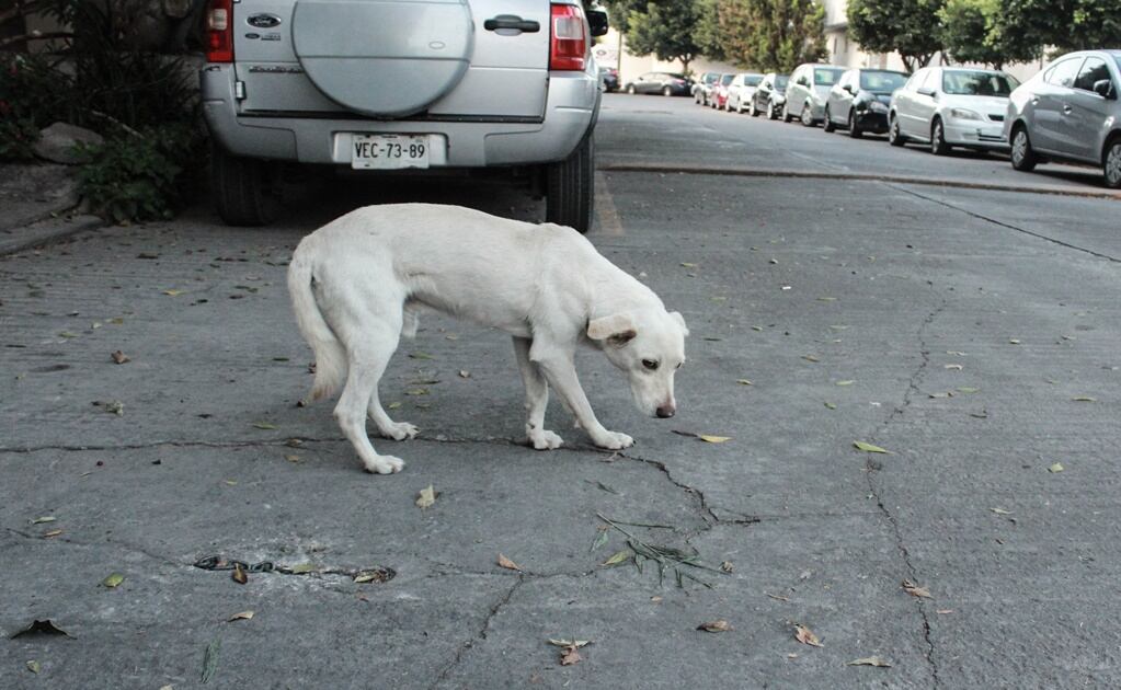 Ayuntamiento de Puebla analiza endurecer sanciones por maltrato animal